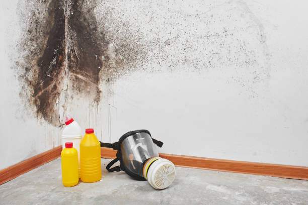 Best Mold Removal Company Near Me  in Tonkawa, OK