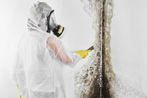 Best Toxic Mold Removal  in Tonkawa, OK