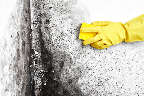 Office Mold Removal Services in Tonkawa, OK