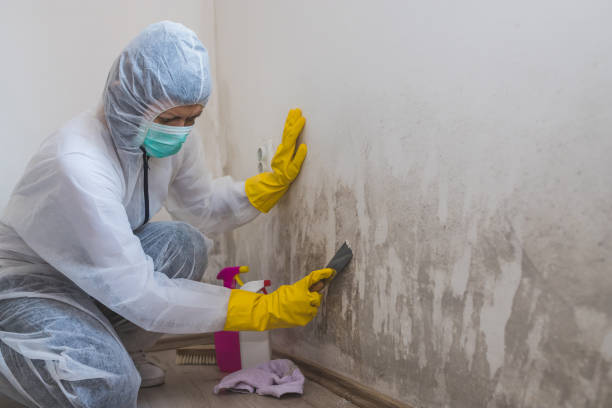 Best Attic Mold Removal  in Tonkawa, OK