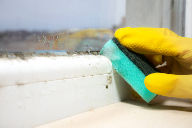 Best Black Mold Removal  in Tonkawa, OK