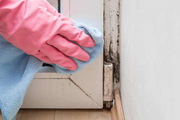 Best Affordable Mold Removal  in Tonkawa, OK